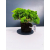 Żywe Drzewko Bonsai Jałowiec Rozesłany Procumbens 11-letni +GRATIS 423