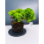 Żywe Drzewko Bonsai Jałowiec Rozesłany Procumbens 11-letni +GRATIS 423