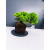 Żywe Drzewko Bonsai Jałowiec Rozesłany Procumbens 11-letni +GRATIS 423