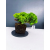 Żywe Drzewko Bonsai Jałowiec Rozesłany Procumbens 11-letni +GRATIS 423
