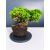Żywe Drzewko Bonsai Jałowiec Rozesłany Procumbens 11-letni +GRATIS 423