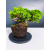 Żywe Drzewko Bonsai Jałowiec Rozesłany Procumbens 11-letni +GRATIS 423
