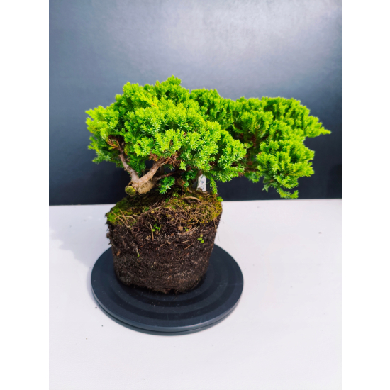 Żywe Drzewko Bonsai Jałowiec Rozesłany Procumbens 11-letni +GRATIS 423