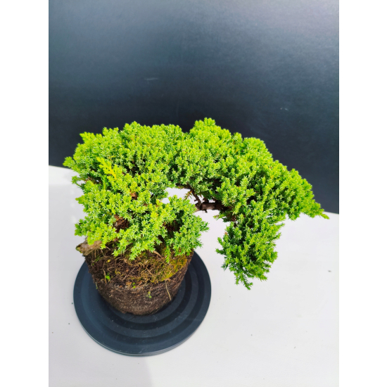 Żywe Drzewko Bonsai Jałowiec Rozesłany Procumbens 11-letni +GRATIS 423