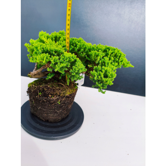 Żywe Drzewko Bonsai Jałowiec Rozesłany Procumbens 11-letni +GRATIS 423