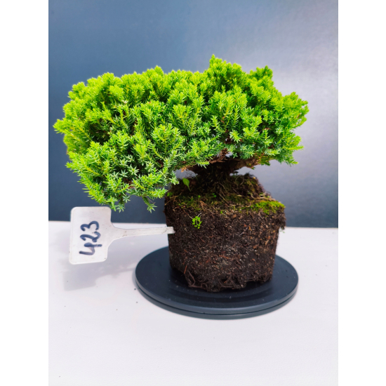Żywe Drzewko Bonsai Jałowiec Rozesłany Procumbens 11-letni +GRATIS 423