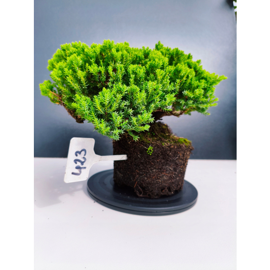 Żywe Drzewko Bonsai Jałowiec Rozesłany Procumbens 11-letni +GRATIS 423