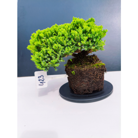 Żywe Drzewko Bonsai Jałowiec Rozesłany Procumbens 11-letni +GRATIS 423