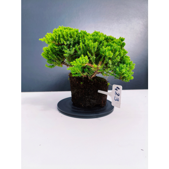 Żywe Drzewko Bonsai Jałowiec Rozesłany Procumbens 11-letni +GRATIS 423