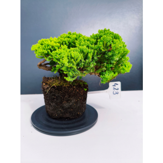 Żywe Drzewko Bonsai Jałowiec Rozesłany Procumbens 11-letni +GRATIS 423