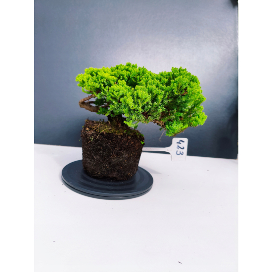 Żywe Drzewko Bonsai Jałowiec Rozesłany Procumbens 11-letni +GRATIS 423