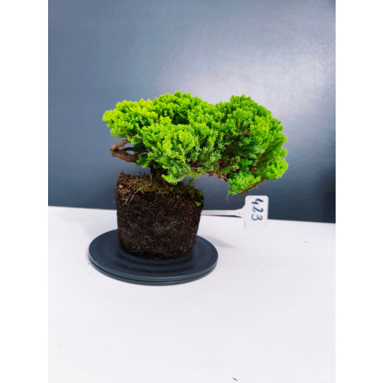 Żywe Drzewko Bonsai Jałowiec Rozesłany Procumbens 11-letni +GRATIS 423