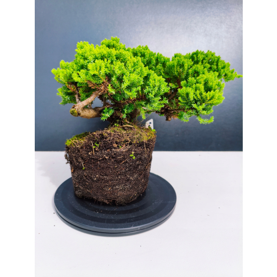 Żywe Drzewko Bonsai Jałowiec Rozesłany Procumbens 11-letni +GRATIS 423