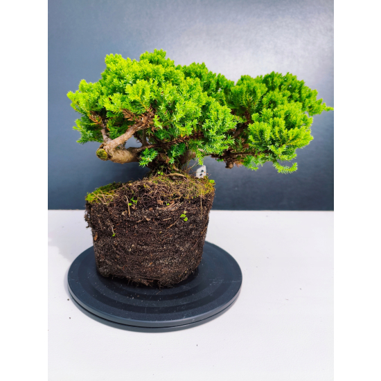 Żywe Drzewko Bonsai Jałowiec Rozesłany Procumbens 11-letni +GRATIS 423