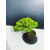 Żywe Drzewko Bonsai Jałowiec Rozesłany Procumbens 11-letni +GRATIS 464