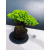 Żywe Drzewko Bonsai Jałowiec Rozesłany Procumbens 11-letni +GRATIS 464