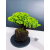 Żywe Drzewko Bonsai Jałowiec Rozesłany Procumbens 11-letni +GRATIS 464