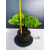 Żywe Drzewko Bonsai Jałowiec Rozesłany Procumbens 11-letni +GRATIS 464
