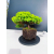 Żywe Drzewko Bonsai Jałowiec Rozesłany Procumbens 11-letni +GRATIS 464