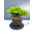 Żywe Drzewko Bonsai Jałowiec Rozesłany Procumbens 11-letni +GRATIS 464