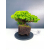 Żywe Drzewko Bonsai Jałowiec Rozesłany Procumbens 11-letni +GRATIS 464