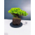 Żywe Drzewko Bonsai Jałowiec Rozesłany Procumbens 11-letni +GRATIS 464