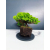 Żywe Drzewko Bonsai Jałowiec Rozesłany Procumbens 11-letni +GRATIS 464