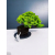 Żywe Drzewko Bonsai Jałowiec Rozesłany Procumbens 11-letni +GRATIS 464