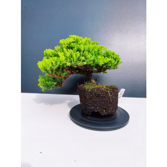 Żywe Drzewko Bonsai Jałowiec Rozesłany Procumbens 11-letni +GRATIS 464