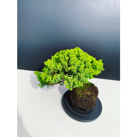 Żywe Drzewko Bonsai Jałowiec Rozesłany Procumbens 11-letni +GRATIS 464