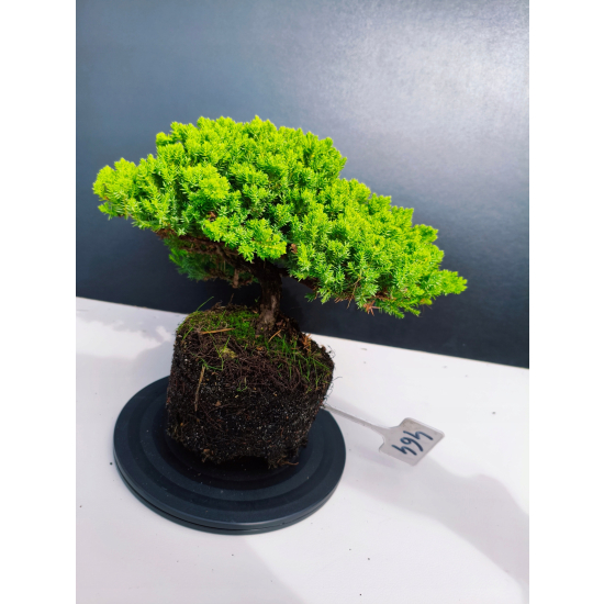 Żywe Drzewko Bonsai Jałowiec Rozesłany Procumbens 11-letni +GRATIS 464