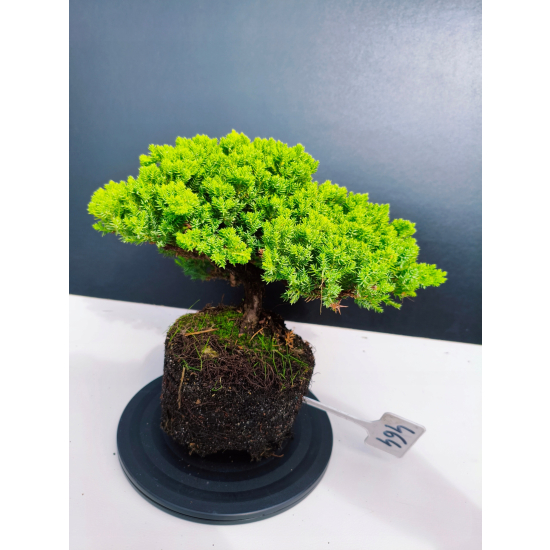 Żywe Drzewko Bonsai Jałowiec Rozesłany Procumbens 11-letni +GRATIS 464
