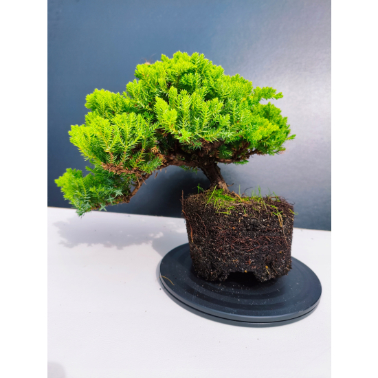 Żywe Drzewko Bonsai Jałowiec Rozesłany Procumbens 11-letni +GRATIS 464