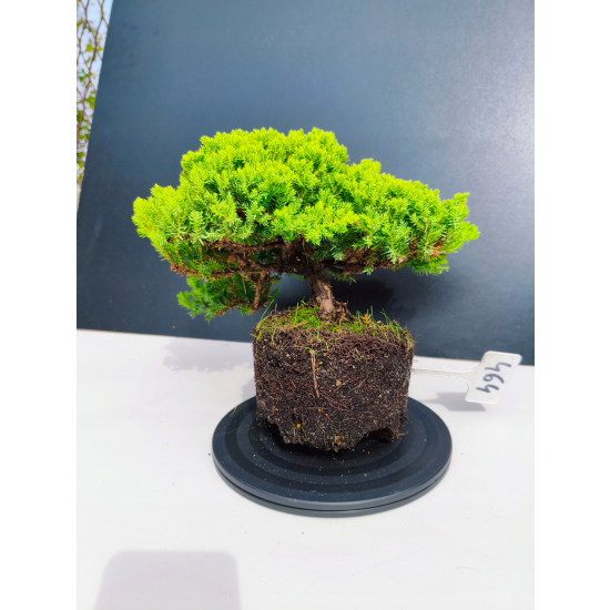 Żywe Drzewko Bonsai Jałowiec Rozesłany Procumbens 11-letni +GRATIS 464
