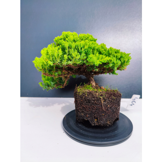 Żywe Drzewko Bonsai Jałowiec Rozesłany Procumbens 11-letni +GRATIS 464