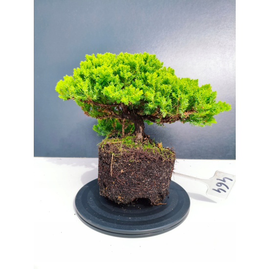 Żywe Drzewko Bonsai Jałowiec Rozesłany Procumbens 11-letni +GRATIS 464