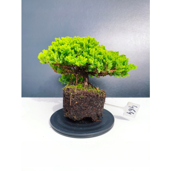 Żywe Drzewko Bonsai Jałowiec Rozesłany Procumbens 11-letni +GRATIS 464