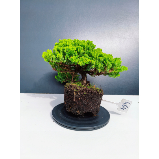 Żywe Drzewko Bonsai Jałowiec Rozesłany Procumbens 11-letni +GRATIS 464
