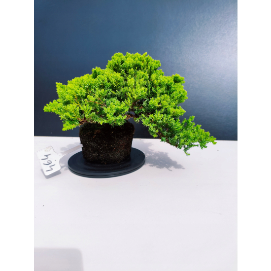 Żywe Drzewko Bonsai Jałowiec Rozesłany Procumbens 11-letni +GRATIS 464