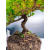 Żywe Drzewko Bonsai Jałowiec Rozesłany Procumbens 11-letni +GRATIS 440
