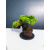 Żywe Drzewko Bonsai Jałowiec Rozesłany Procumbens 11-letni +GRATIS 440