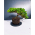 Żywe Drzewko Bonsai Jałowiec Rozesłany Procumbens 11-letni +GRATIS 440