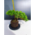 Żywe Drzewko Bonsai Jałowiec Rozesłany Procumbens 11-letni +GRATIS 440
