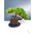 Żywe Drzewko Bonsai Jałowiec Rozesłany Procumbens 11-letni +GRATIS 440
