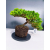 Żywe Drzewko Bonsai Jałowiec Rozesłany Procumbens 11-letni +GRATIS 440
