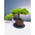 Żywe Drzewko Bonsai Jałowiec Rozesłany Procumbens 11-letni +GRATIS 440