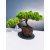Żywe Drzewko Bonsai Jałowiec Rozesłany Procumbens 11-letni +GRATIS 440
