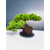Żywe Drzewko Bonsai Jałowiec Rozesłany Procumbens 11-letni +GRATIS 440