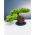 Żywe Drzewko Bonsai Jałowiec Rozesłany Procumbens 11-letni +GRATIS 440