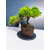 Żywe Drzewko Bonsai Jałowiec Rozesłany Procumbens 11-letni +GRATIS 440